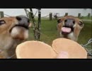 鹿VS鹿 【奈良公園】