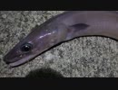 アウトドアをやろう！「また巨大穴子釣って食べるぞ」 in 八丈島
