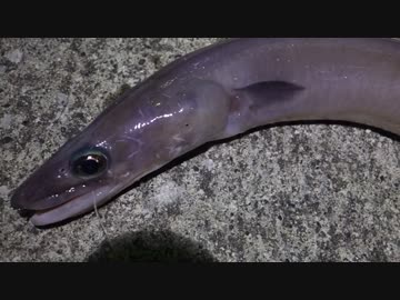 アウトドアをやろう！「また巨大穴子釣って食べるぞ」 in 八丈島