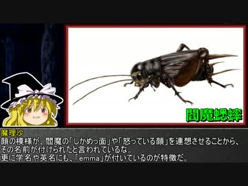 ゆっくり霊夢とやる夫が学ぶ 昆虫大百科 part24