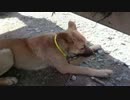 子犬とおもちゃとお気に入りの場所