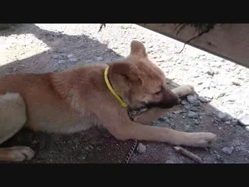 子犬とおもちゃとお気に入りの場所