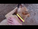 子犬は遊んでもらいたい【投稿練習】