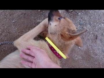 子犬は遊んでもらいたい【投稿練習】