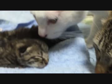【サトイモーズ】先住猫、子猫兄弟を猫と認識できずナイスフレーメン