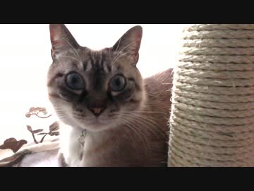 保護主さんからジャンくんの過去があばかれた！