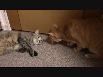 拾いねこ＠生後1173/1140日目　にらめっこ