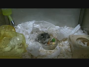 ハムスター最後の時