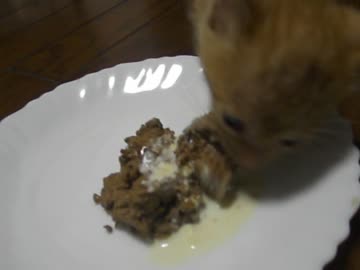 新・ぬこをひろってきました5