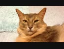 ネコを飼いました。【ソマリ】02