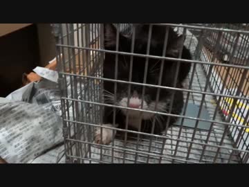 人懐こい茶トラ猫、縄張り際で因縁の猫とニアミスする