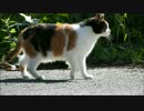公園の猫６頭