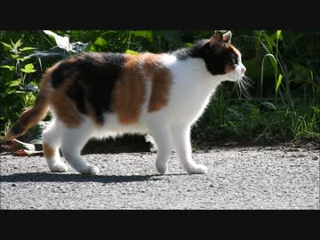 公園の猫６頭