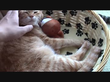 拾いねこ＠生後1174/1141日目　カゴの中のアコ