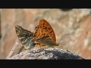 交尾するミドリヒョウモン