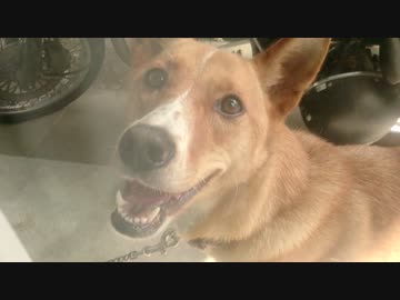 愛犬ナナと平和な日々（3年と155日目）～ガラス越し～