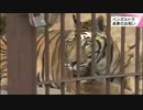 最高齢トラに長寿のお祝い