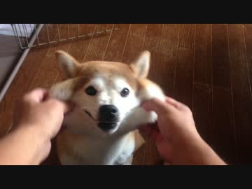シバイヌのほっぺた、びろ〜ん