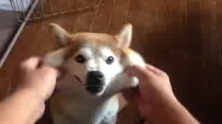 シバイヌのほっぺた、びろ〜ん