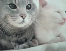 ラジオ『特選インスタント』2015秋号