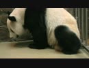 2015年9月16日中継のハイライト 慶賀（チンフー） 。出産する前の痛そうな様子。