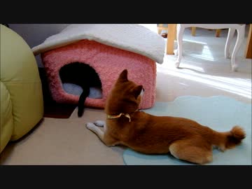 柴犬ひかいちと猫ミルキー　秋のお昼寝