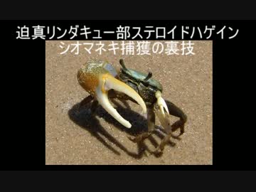 迫真リンダキュー部ステロイドハゲイン・姉妹丼の裏技　その3.mp4