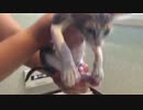 子猫、洗われる