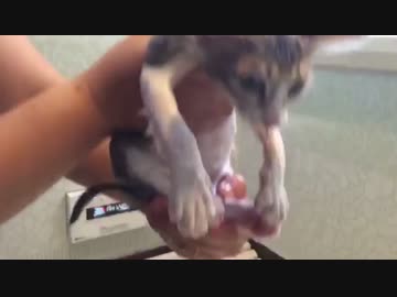 子猫、洗われる