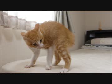 保護猫赤ちゃんルゥ、警戒!! これが子猫の威嚇だぁ～～