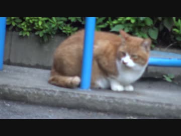 【公園猫戦争】現時点で最強の猫、公園に降臨する