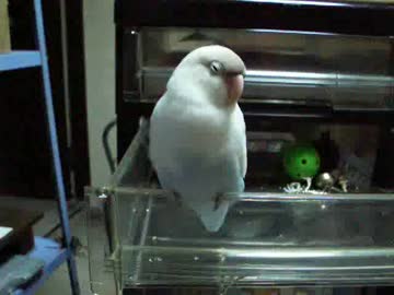 遊び疲れたインコが眠そうにしてるダケ