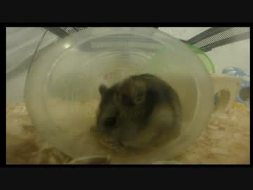 【ニコ生】ハムケツを４８時間生中継 - おやつタイム