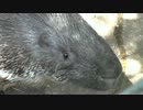 人懐っこそうなインドタテガミヤマアラシ