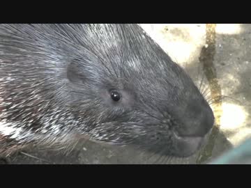 人懐っこそうなインドタテガミヤマアラシ