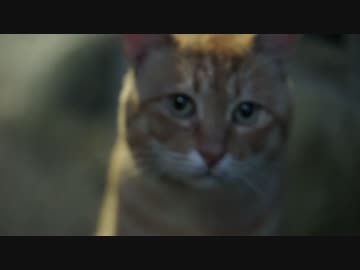 【ω閲覧注意】ロックオンしたボス猫をモフってωもボスサイズで云々