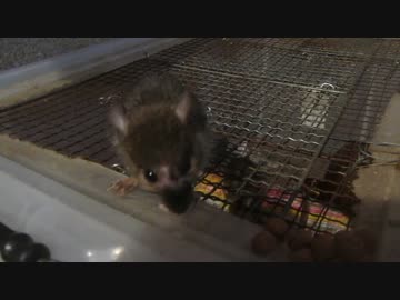 クマネズミ