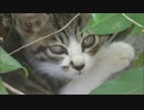 草むらをよ～く見てみると、子猫がこちらを見つめていた