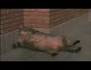 なつかしいあの猫