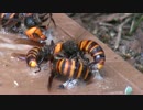 人間天国スズメバチ地獄！