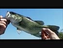 今宵も独り言オジさんが、ボヤきながら釣り歩くw　Ｎｏ.30