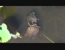 上野不忍池で亀が不思議な行動をしていたのを目撃。