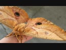 Oak Silkmoth