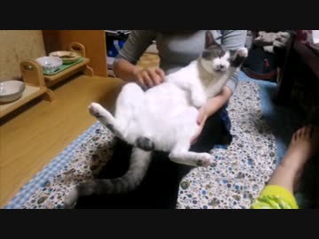 開脚でリラックスするぬこ様