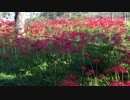 【癒し系】　曼珠沙華　彼岸花②　【自然音】
