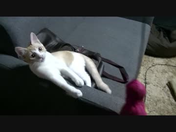 【ティガロビ生活記】タコと戯れる猫たち