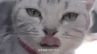 中国版実写ドラえもん