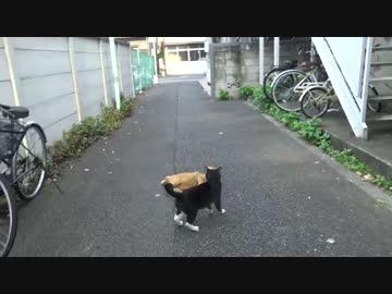 【猫】フギャアアア→教育→サイレントフギャアアア