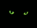賢い猫ベルンカステル103