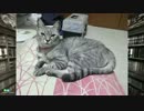 【wlw】ぬこと不思議のわんわんにゃーん　P.001【サンドリ】